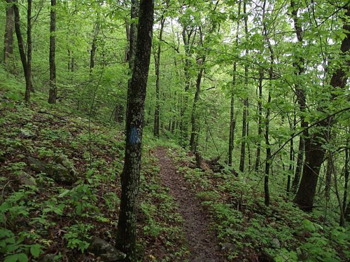 Take a stroll and enjoy all that nature has to offer during your stay at Peckerwood Knob Cabins in Oklahoma