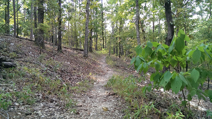 There are miles of hicking and mountain bike trails near your cabin.