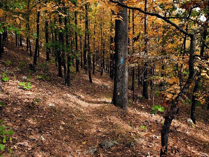 Walking the Ouachita Trails in the fall is a great way to see the changing leaf colors